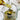 Color: Honeydew